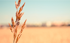 激活工具商店的轰炸手机软件